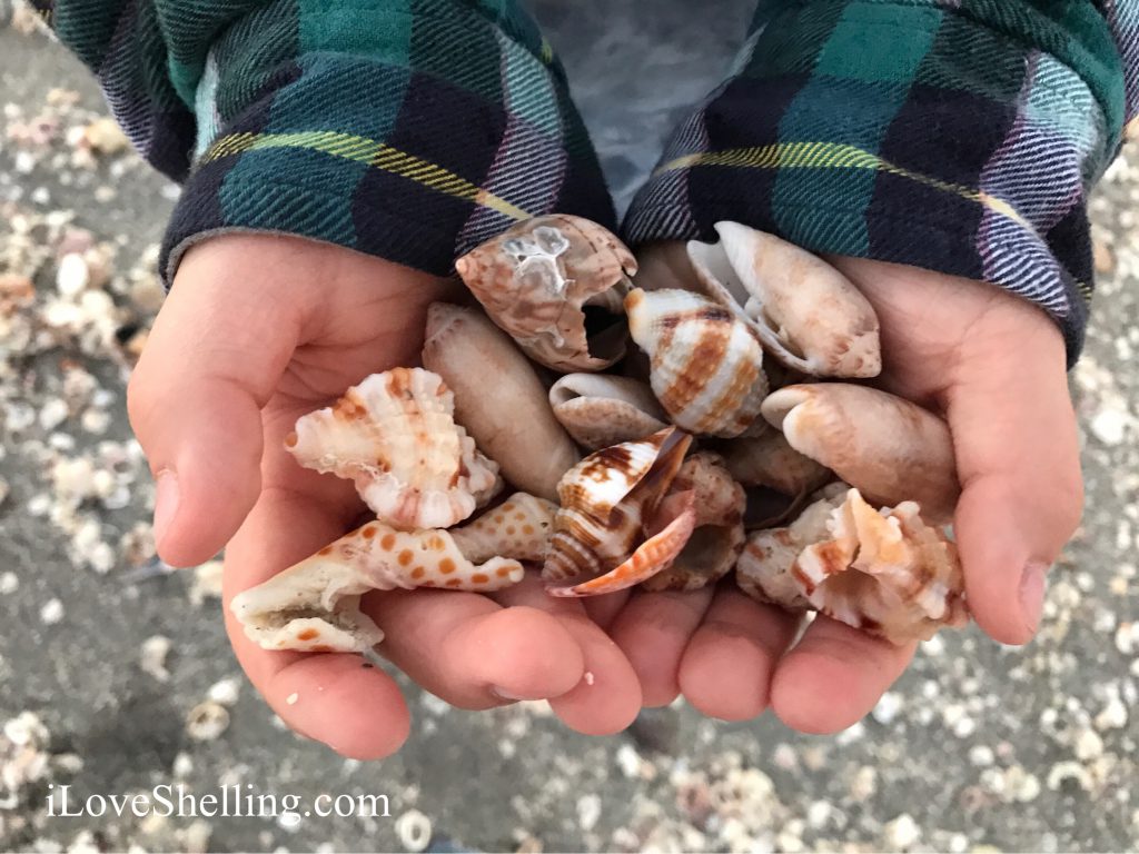 boys hand filled with seashells