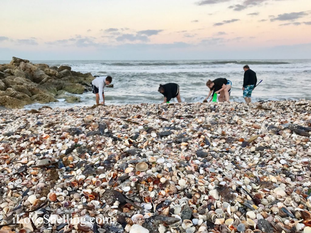 thousands of seashells at Turner Beach Captiva Florida