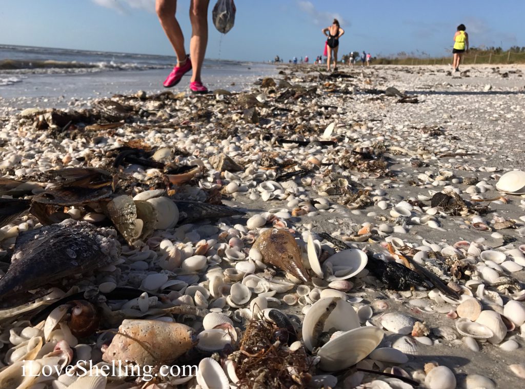 Sanibel beach best for shells