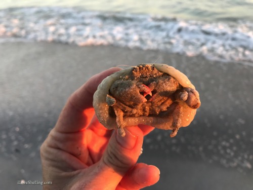 Dromia personata sponge crab Sanibel Florida- 1