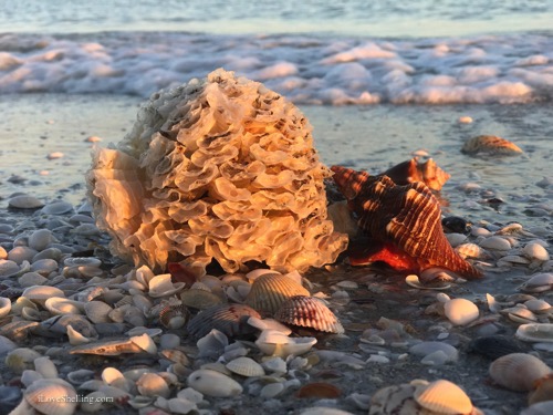 horse conch with egg case on the beach-1