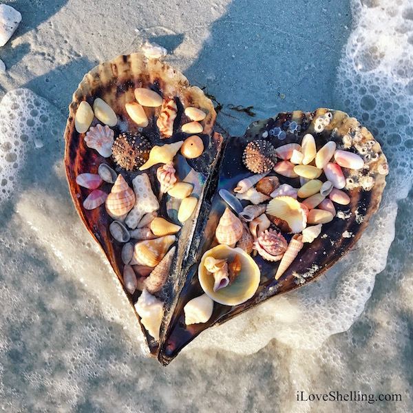 i heart seashells