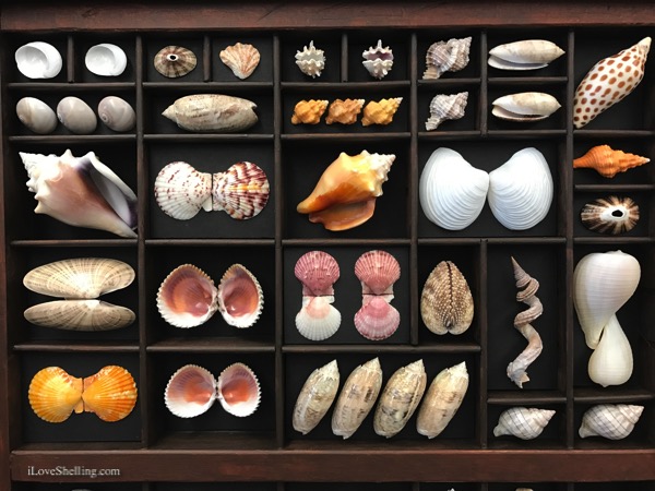 printers tray seashell collection