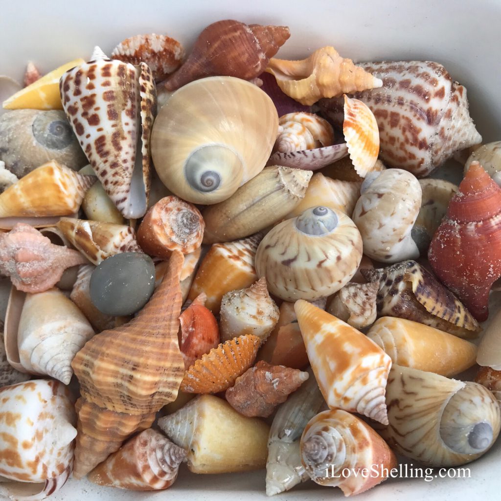 seashells of Marco Florida Kice Island