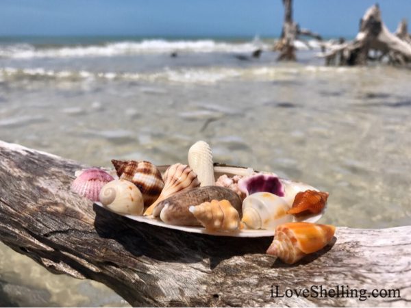 kice island seashells