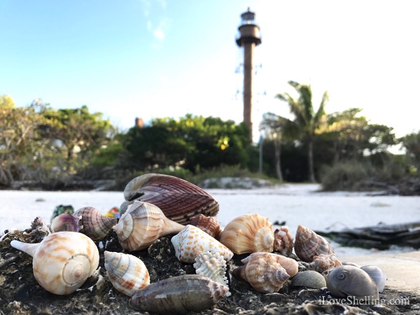 seashells at sanibel lighthouse