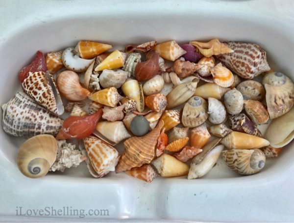 boating for seashells goodland florida