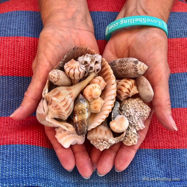 hands with seashells over red and blue 