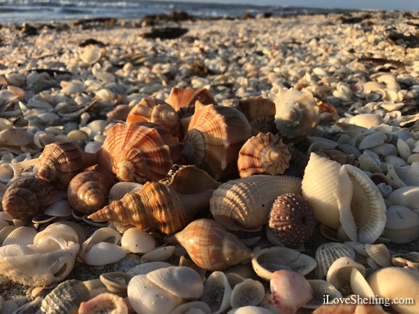seashells-shellanguage-sanibel-beachcombing