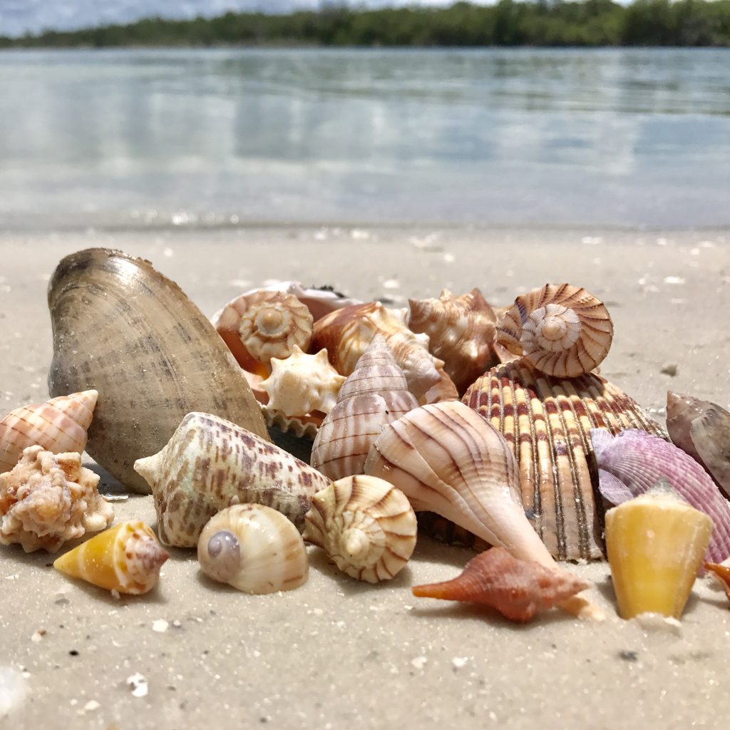 Marco Island seashells shellcation