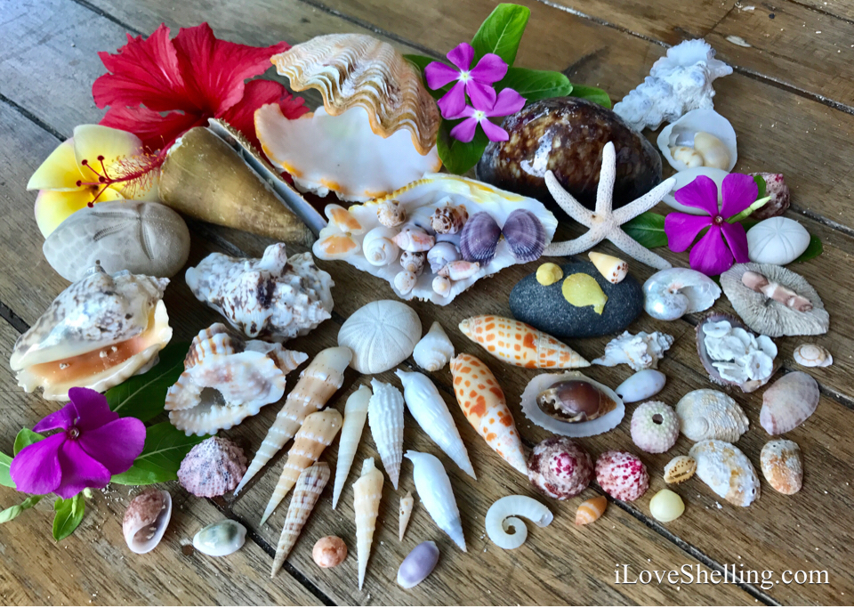 Indo Pacific seashells
