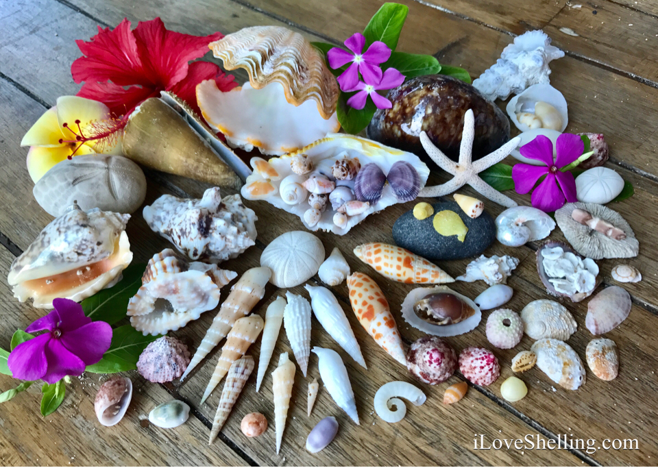 Indo Pacific seashells