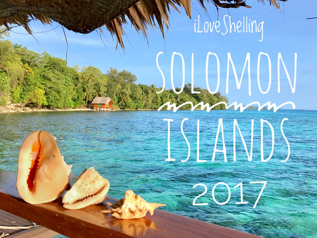 i Love Shelling Solomon Islands 2017 seashells