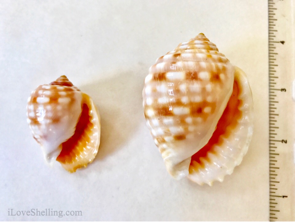 Solomon Island sea shell Tun