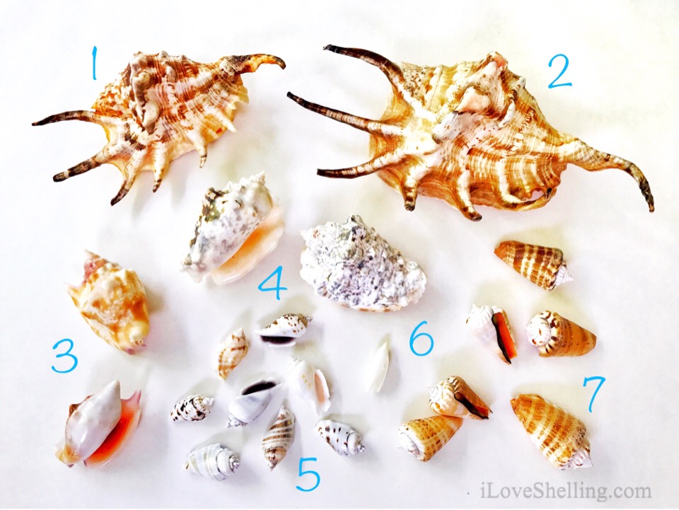 Solomon Islands Conch shells identification