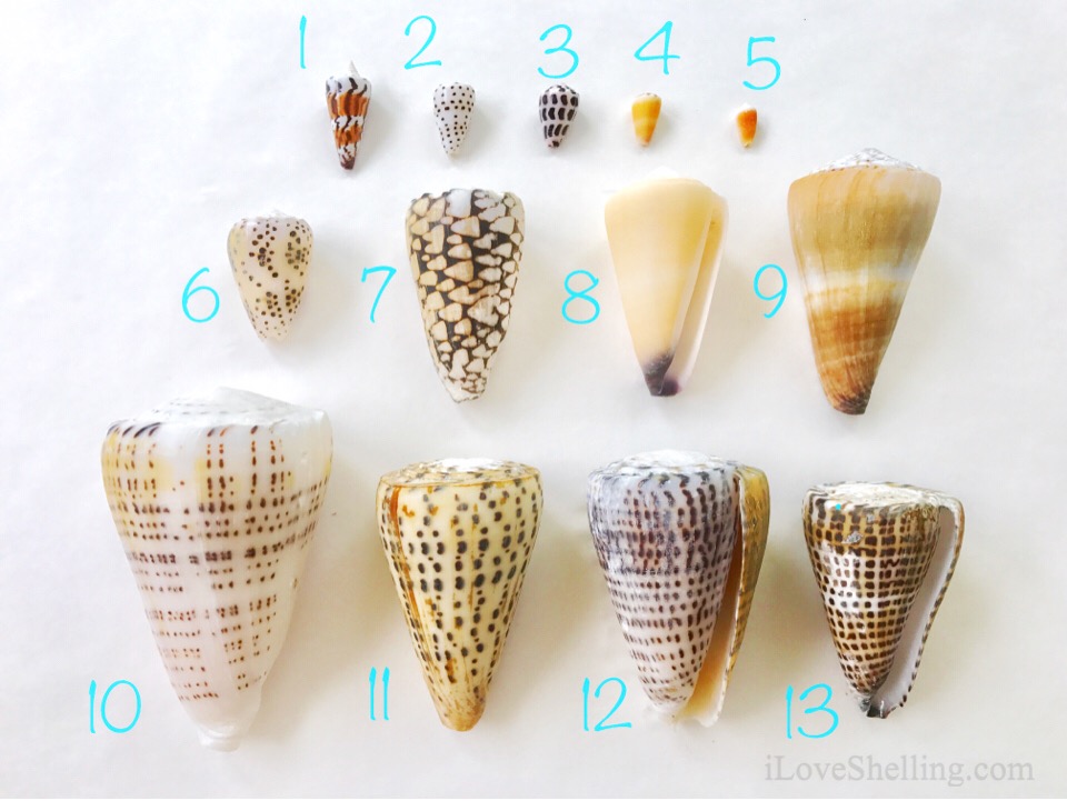 Solomon Islands cone shells