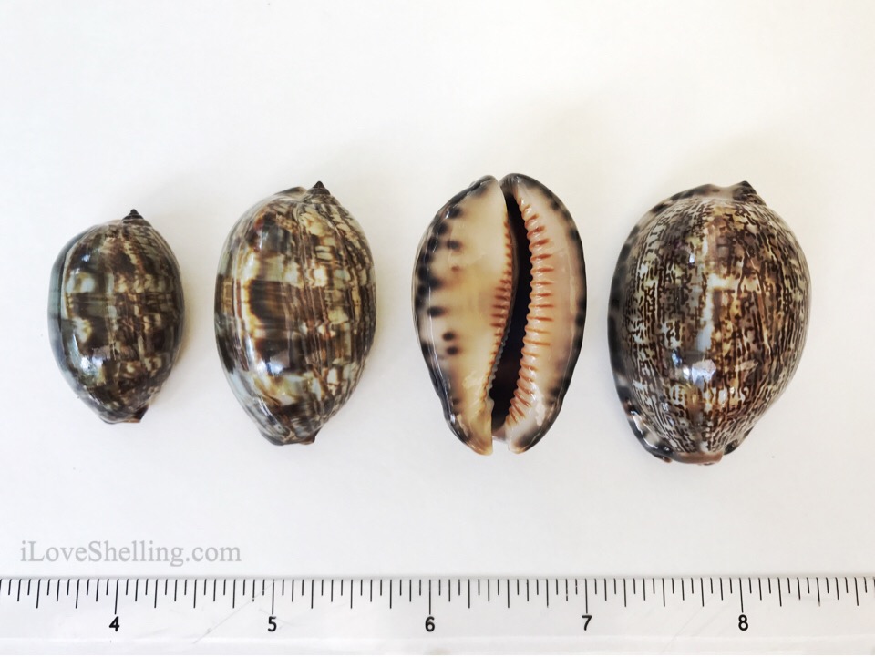 Solomon Islands arabian Cowry seashells