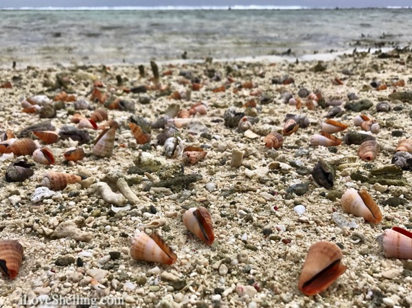 seashells solomon islands