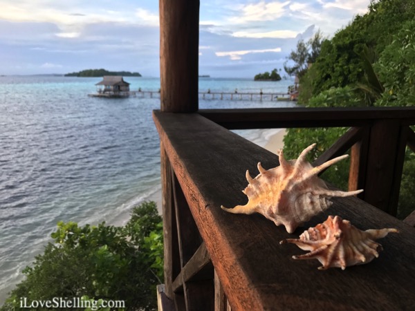 Solomon Islands resort FatBoys seashells on the porch