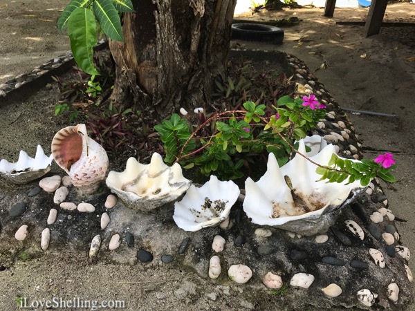 giant giga clams decorate garden solomon islands