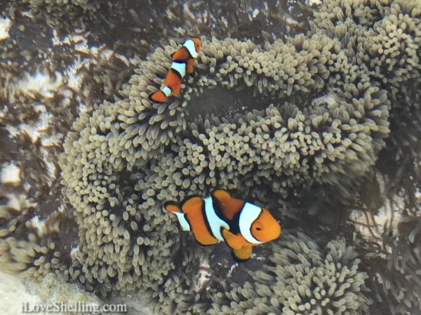 clown loach nemo fish solomon islands