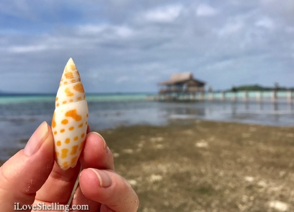 South Pacific colorful seashells in Solomon Islands 