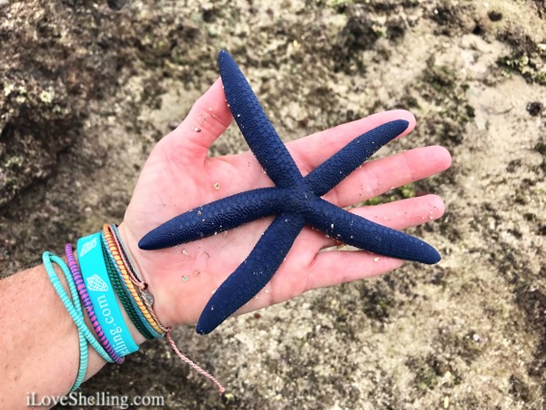 Solomon Islands blue starfish