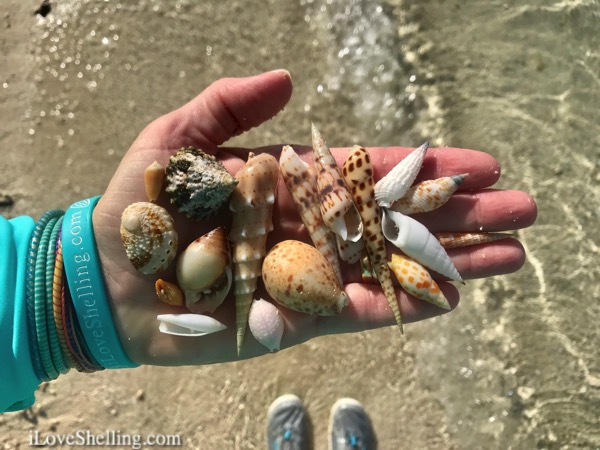 terebra shells solomon island beachcombing