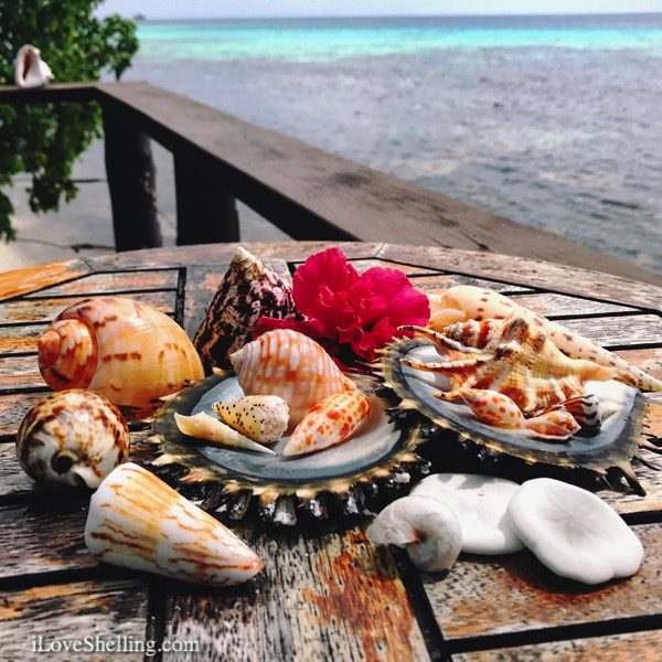 seashells and sea cookies solomon islands