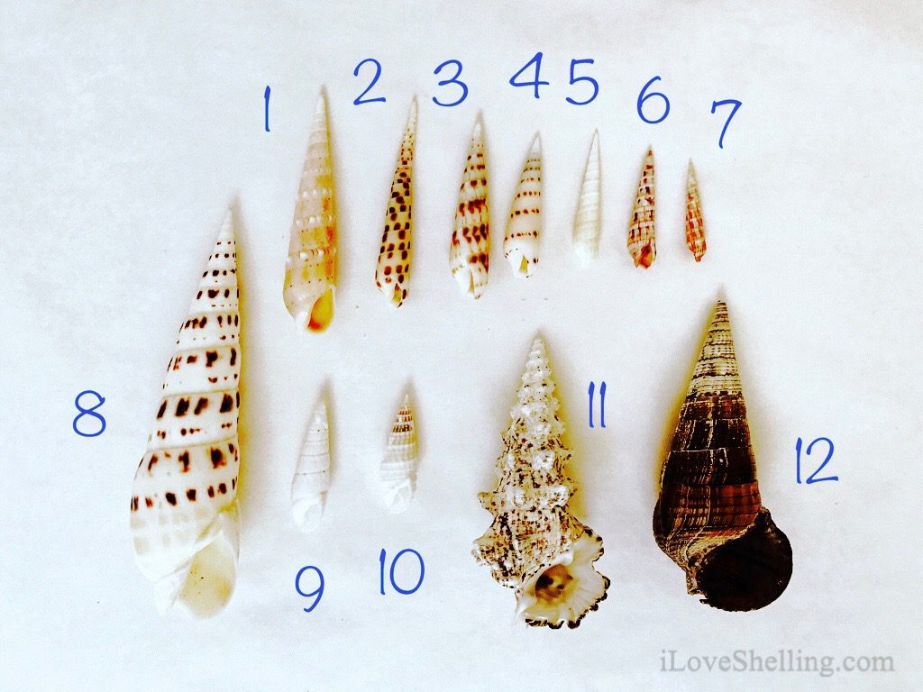 Solomon Islands seashells Augers and cerith shells mollusk 2