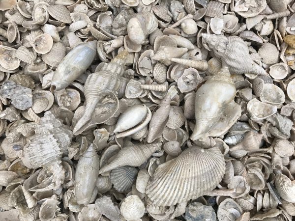 bag of fossil shells