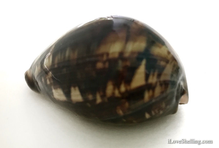 cowry identify indo pacific shell