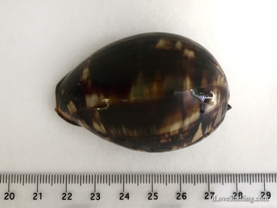 cowry ruler identification south pacific
