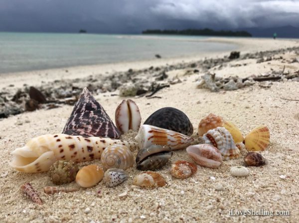 seashells of Solomon Islands-1
