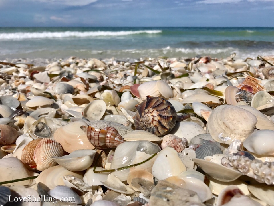 whelk and tulip sea shells on beach sanibel captiva cayo costa florida