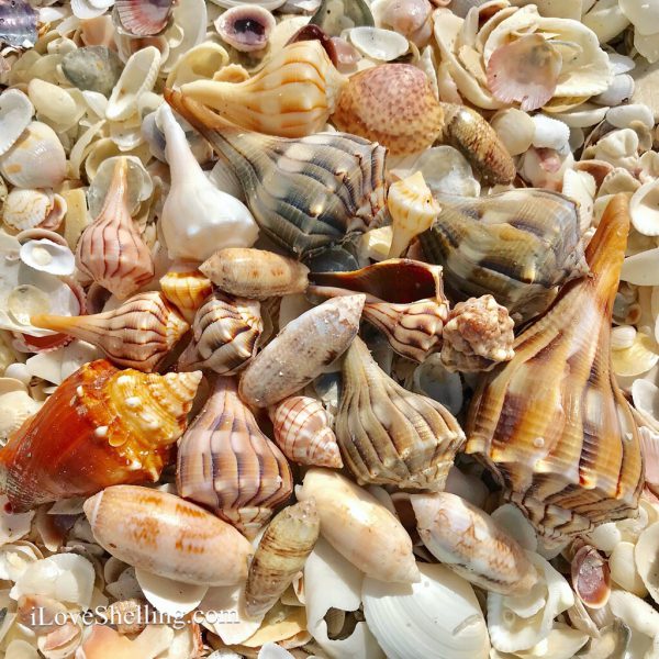 Whelk shells on Cayo Costa island hopping