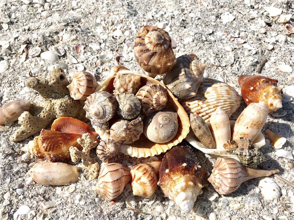 beachcomber seashells in the sand