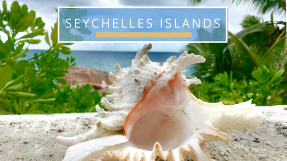 Finding seashells in Seychelles Islands Indo Pacific