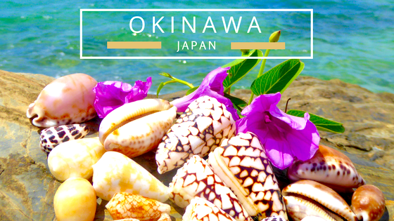Finding seashells in Okinawa Japan