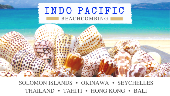 Indo Pacific beachcombing and shelling travel destinations