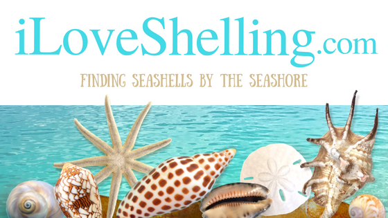 I Love Shelling