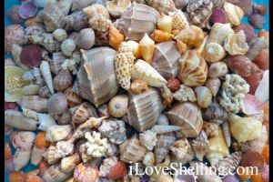 Thanksgiving Feast Of Seashells In Southwest Florida Thanksgiving Feast Of Seashells In Southwest Florida