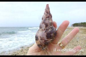 Collecting Seashells Guantanamo Bay Cuba Collecting Seashells Guantanamo Bay Cuba