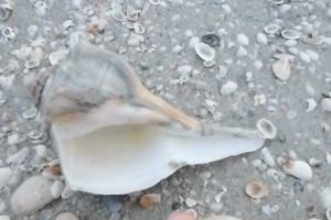 Whelks and Conchs on West Gulf Sanibel Whelks and Conchs on West Gulf Sanibel