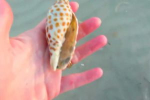 Buried Junonia Treasure Buried Junonia Treasure