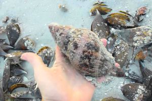 Collecting Tulip Shells at Sanibel Pier Collecting Tulip Shells at Sanibel Pier