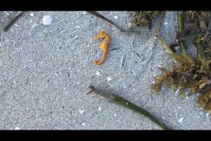 Finding a Sanibel Seahorse Finding a Sanibel Seahorse