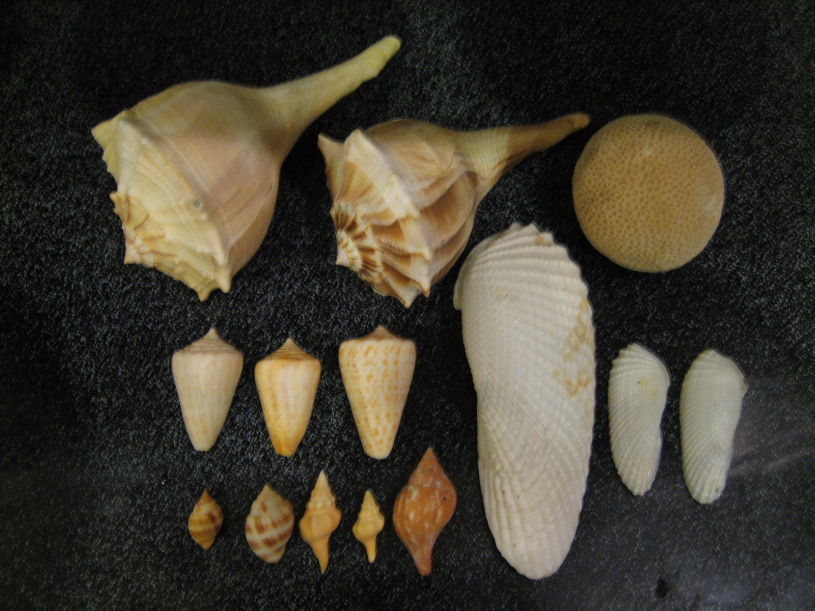 IMG_1194 | I Love Shelling