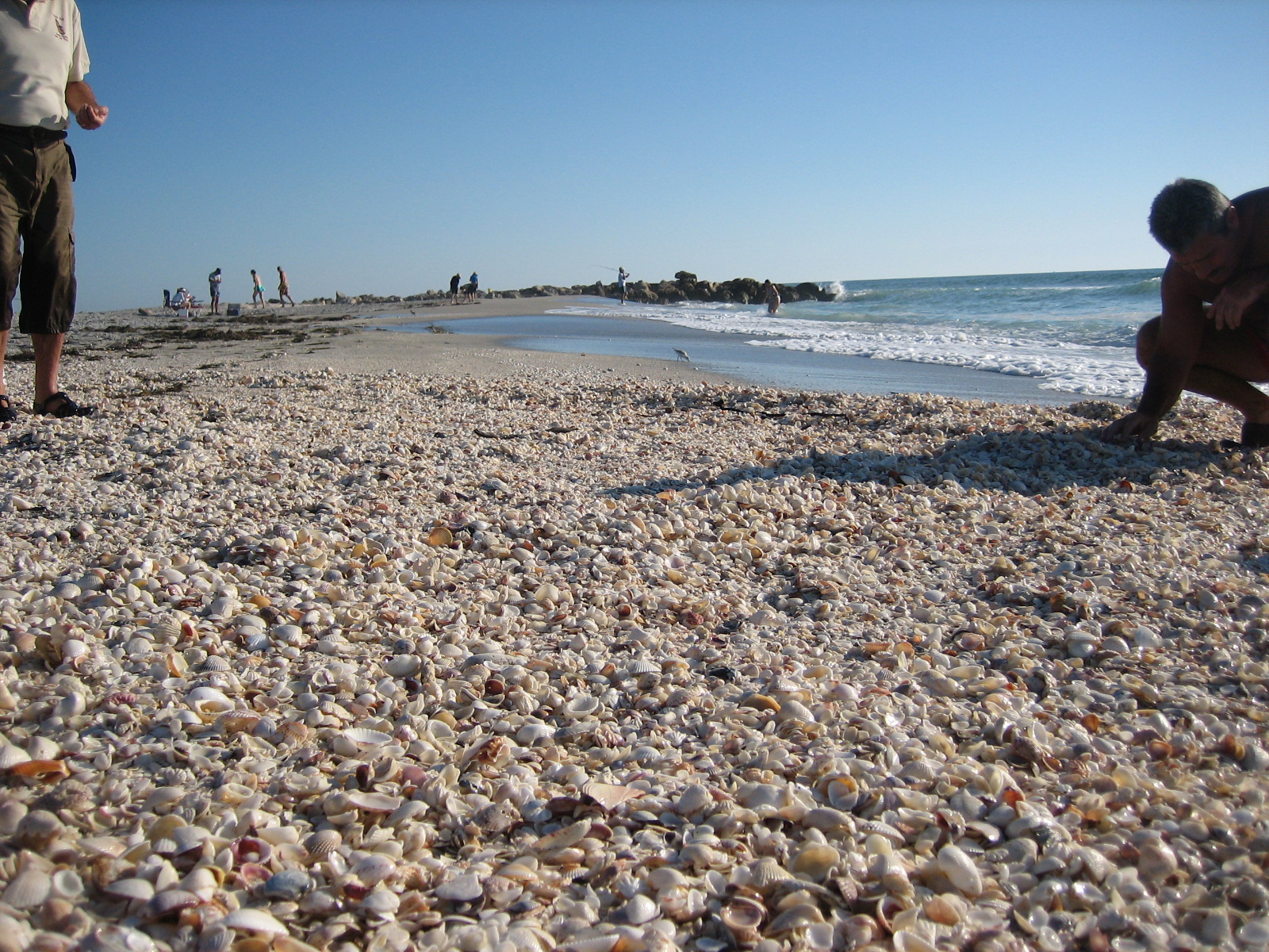 New Shell Pile At Blind Pass