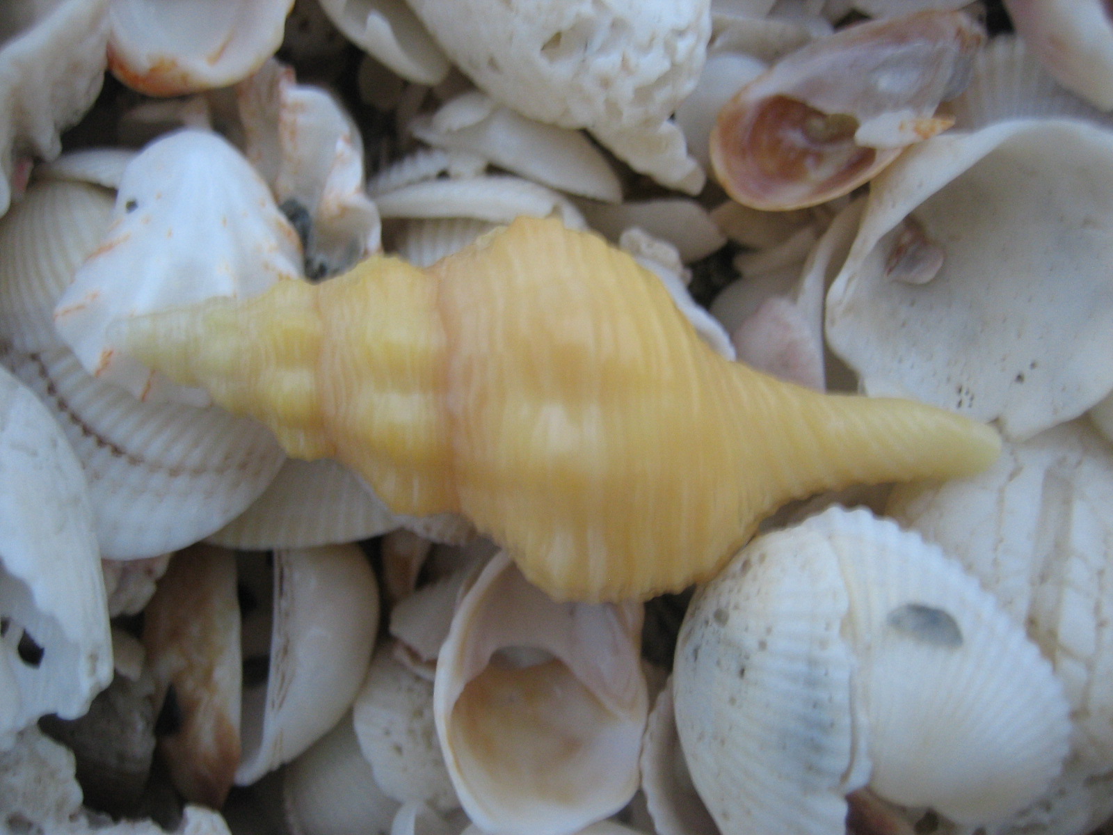 Get To The Beach Saturday Morning! | I Love Shelling